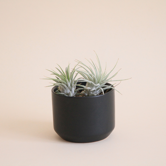 Air Plants + Vessel