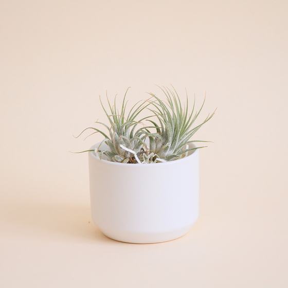 Air Plants + Vessel, White